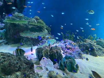 マクセル アクアパーク品川に投稿された画像（2021/8/16）