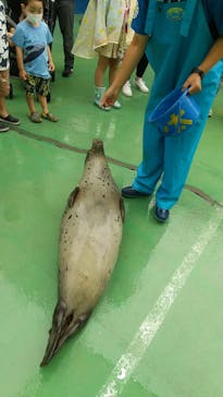 ゼロ距離水族館 伊勢シーパラダイスに投稿された画像（2021/8/16）