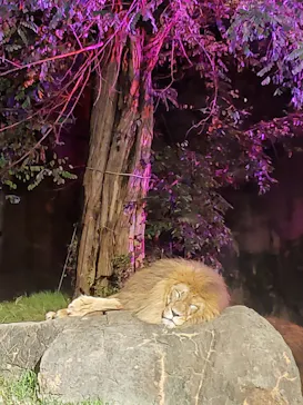 天王寺動物園に投稿された画像（2021/8/16）