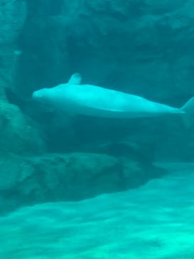 名古屋港水族館に投稿された画像（2021/8/16）