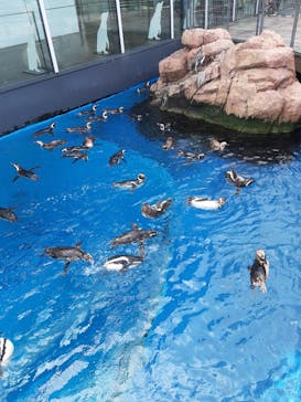 上越市立水族博物館 うみがたりに投稿された画像（2021/8/16）