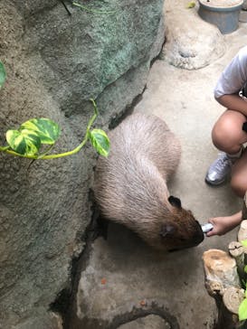 神戸どうぶつ王国に投稿された画像（2021/8/16）