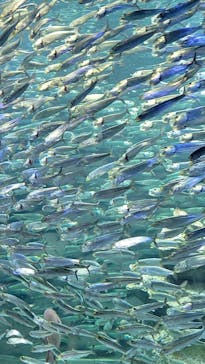 サンシャイン水族館に投稿された画像（2021/8/16）