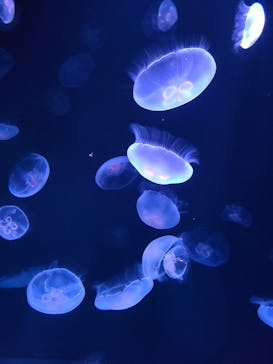 サンシャイン水族館に投稿された画像（2021/8/16）
