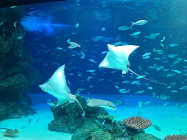 サンシャイン水族館に投稿された画像（2021/8/16）
