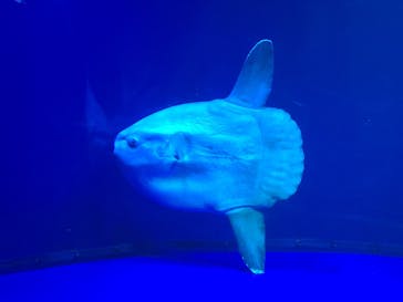 サンシャイン水族館に投稿された画像（2021/8/16）