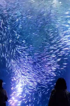 名古屋港水族館に投稿された画像（2021/8/16）