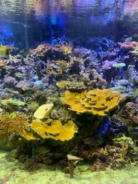 名古屋港水族館に投稿された画像（2021/8/16）