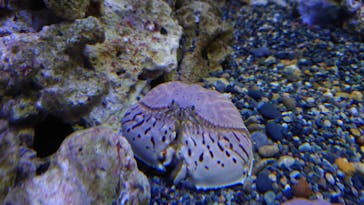 マクセル アクアパーク品川に投稿された画像（2021/8/16）