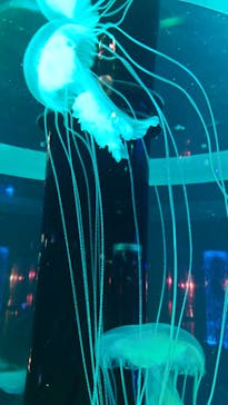 マクセル アクアパーク品川に投稿された画像（2021/8/16）