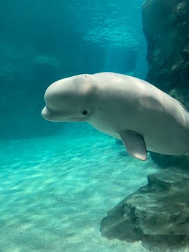 名古屋港水族館に投稿された画像（2021/8/16）