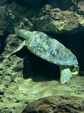 名古屋港水族館に投稿された画像（2021/8/16）