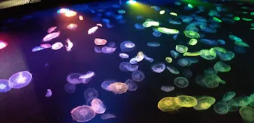 すみだ水族館に投稿された画像（2021/8/16）