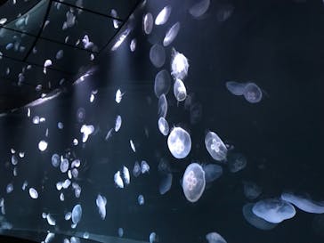 サンシャイン水族館に投稿された画像（2021/8/16）