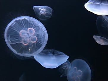 サンシャイン水族館に投稿された画像（2021/8/16）