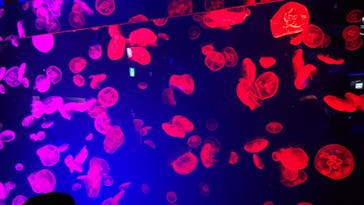 名古屋港水族館に投稿された画像（2021/8/16）