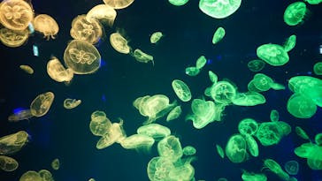 名古屋港水族館に投稿された画像（2021/8/16）