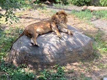 旭川市旭山動物園に投稿された画像（2021/8/16）