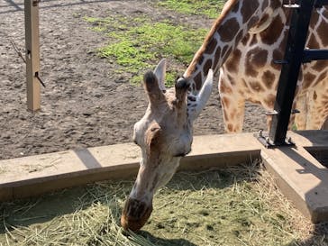 旭川市旭山動物園に投稿された画像（2021/8/16）