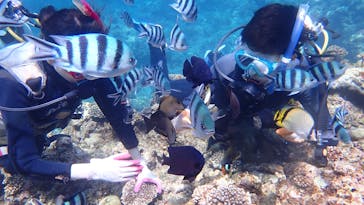 ダイビングショップ Sea Free（シーフリー）に投稿された画像（2021/8/16）