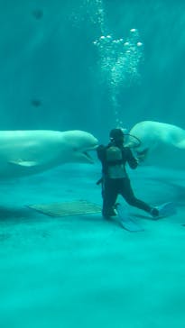 島根県立 しまね海洋館に投稿された画像（2021/8/16）