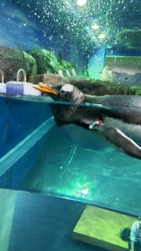 島根県立 しまね海洋館に投稿された画像（2021/8/16）