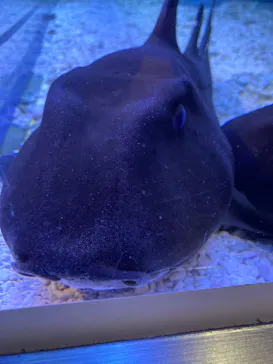 すみだ水族館に投稿された画像（2021/8/16）