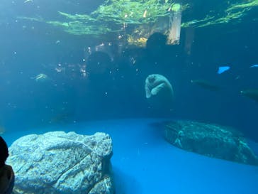 鳥羽水族館に投稿された画像（2021/8/16）