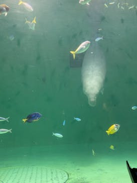 鳥羽水族館に投稿された画像（2021/8/16）
