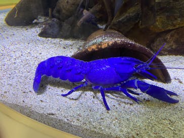 鳥羽水族館に投稿された画像（2021/8/16）