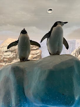 名古屋港水族館に投稿された画像（2021/8/16）