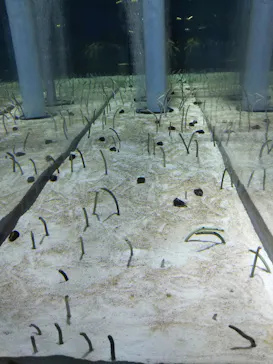 すみだ水族館に投稿された画像（2021/8/16）