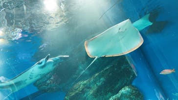 マクセル アクアパーク品川に投稿された画像（2021/8/16）