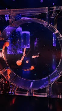 マクセル アクアパーク品川に投稿された画像（2021/8/16）