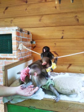 おさるランド＆アニタウン　日光さる軍団劇場に投稿された画像（2021/8/17）