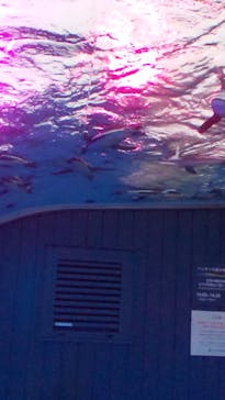 サンシャイン水族館に投稿された画像（2021/8/17）