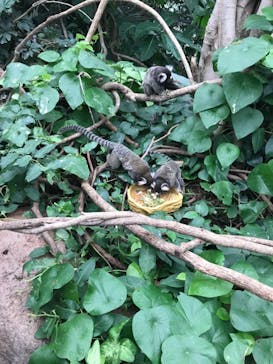 神戸どうぶつ王国に投稿された画像（2021/8/17）