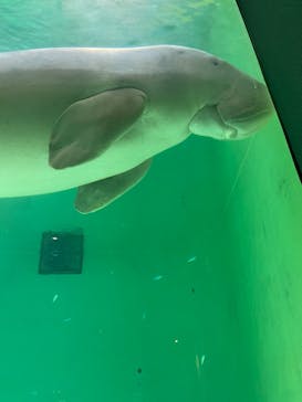 鳥羽水族館に投稿された画像（2021/8/17）