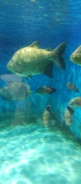 ゼロ距離水族館 伊勢シーパラダイスに投稿された画像（2021/8/17）