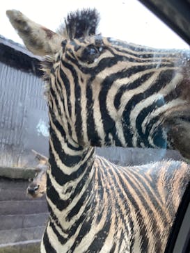 那須サファリパークに投稿された画像（2021/8/17）