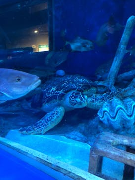しながわ水族館に投稿された画像（2021/8/17）