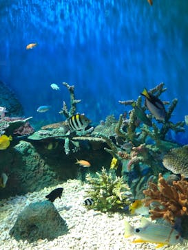 しながわ水族館に投稿された画像（2021/8/17）