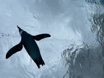 サンシャイン水族館に投稿された画像（2021/8/17）