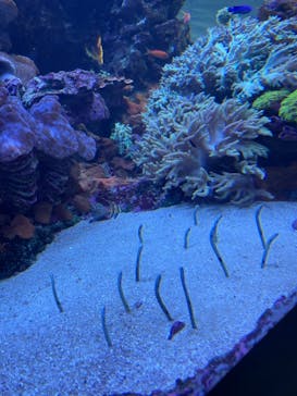 サンシャイン水族館に投稿された画像（2021/8/17）