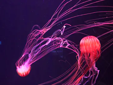 すみだ水族館に投稿された画像（2021/8/17）