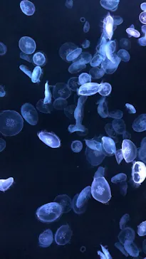 すみだ水族館に投稿された画像（2021/8/17）