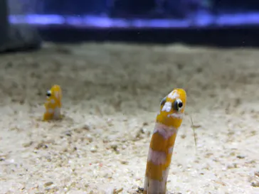 すみだ水族館に投稿された画像（2021/8/17）