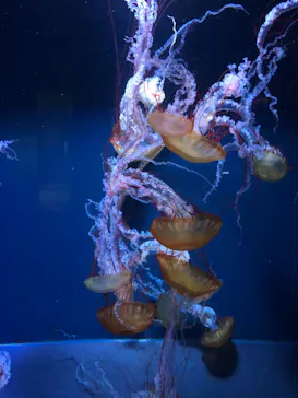 すみだ水族館に投稿された画像（2021/8/17）