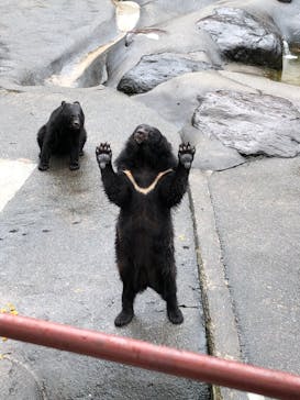 奥飛騨クマ牧場に投稿された画像（2021/8/17）