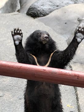 奥飛騨クマ牧場に投稿された画像（2021/8/17）